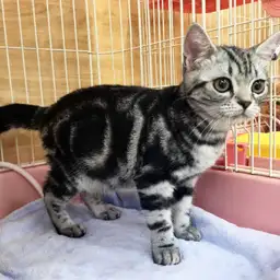 アメリカンショートヘア