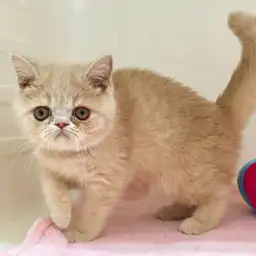 エキゾチックショートヘア