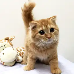 スコティッシュフォールド