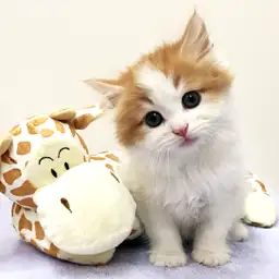 ノルウェージャンフォレストキャット