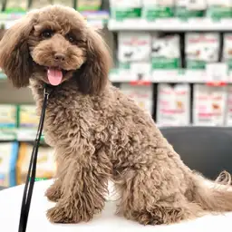 トイ・プードル