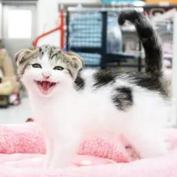 スコティッシュフォールド