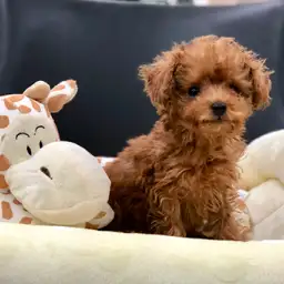 トイ・プードル