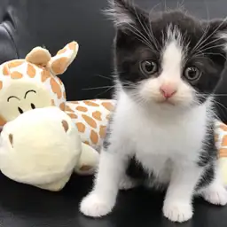 スコティッシュフォールド