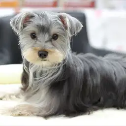 ヨークシャーテリア