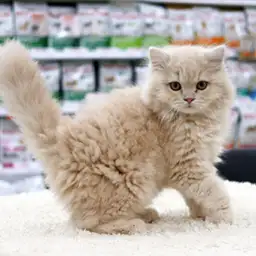 スコティッシュフォールド