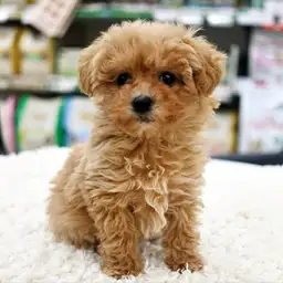 トイ・プードル