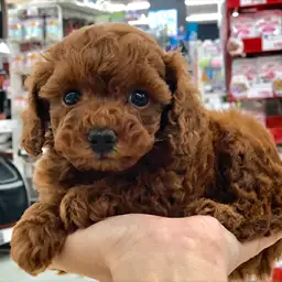 トイ・プードル