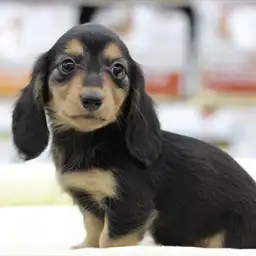 ミニチュア・ダックスフント