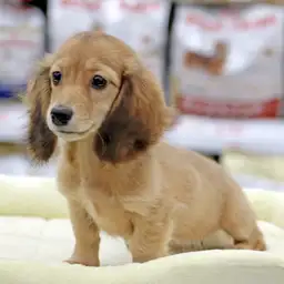 ミニチュア・ダックスフント