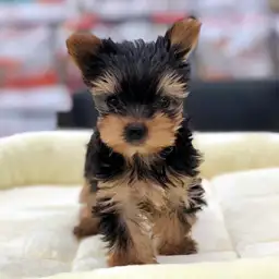 ヨークシャーテリア