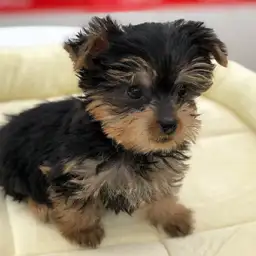 ヨークシャーテリア