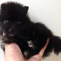 ポメラニアン