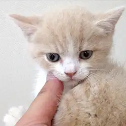 ブリティッシュショートヘア