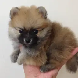 ポメラニアン
