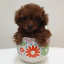 トイ・プードル