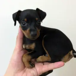 ミニチュア・ピンシャー