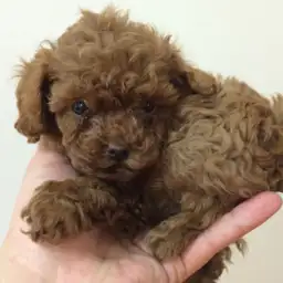 トイ・プードル