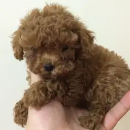 トイ・プードル