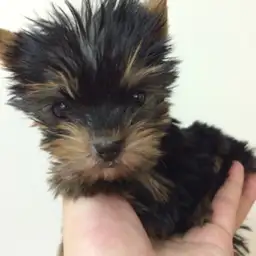 ヨークシャーテリア