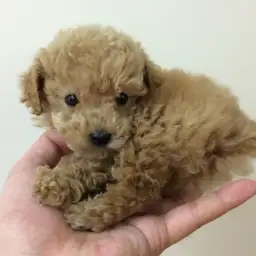 トイ・プードル