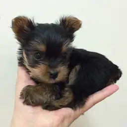 ヨークシャーテリア