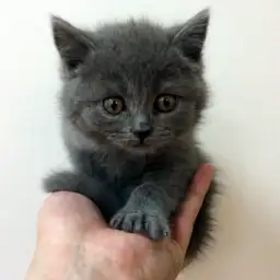 ブリティッシュショートヘア