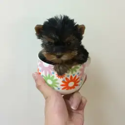 ヨークシャーテリア