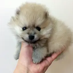ポメラニアン
