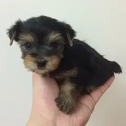 ヨークシャーテリア