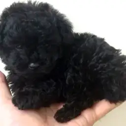 トイ・プードル