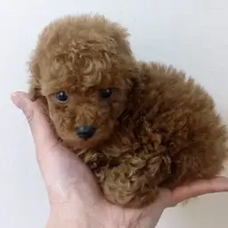 トイ・プードル