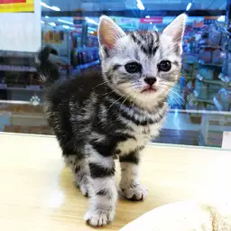 アメリカンショートヘア