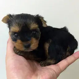 ヨークシャーテリア