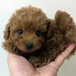 トイ・プードル