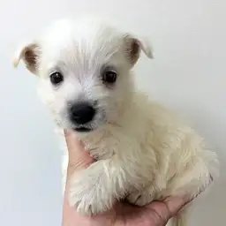 ウェストハイランドホワイトテリア