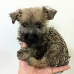 ケアーンテリア