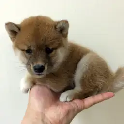 柴犬