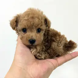 トイ・プードル