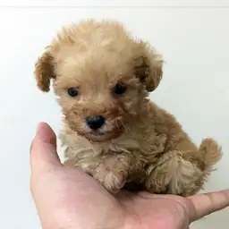 トイ・プードル