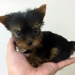 ヨークシャーテリア