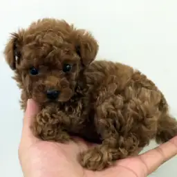 トイ・プードル