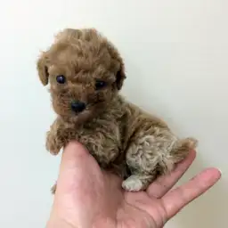 トイ・プードル