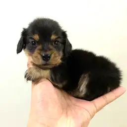 ミニチュア・ダックスフント
