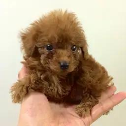 トイ・プードル