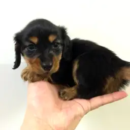 カニンヘン・ダックスフント