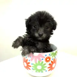 トイ・プードル