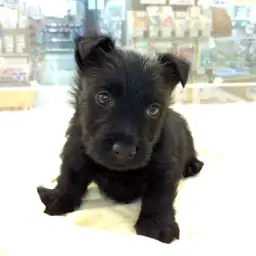 スコティッシュテリア