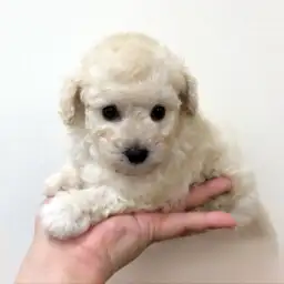 トイ・プードル