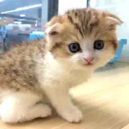 スコティッシュフォールド